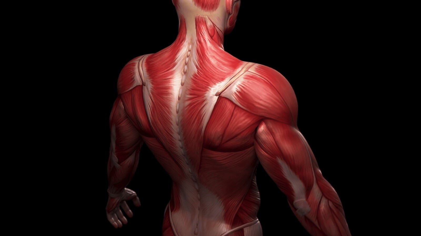 توده خالص عضلانی چیست